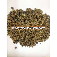 high quality robusta green coffee