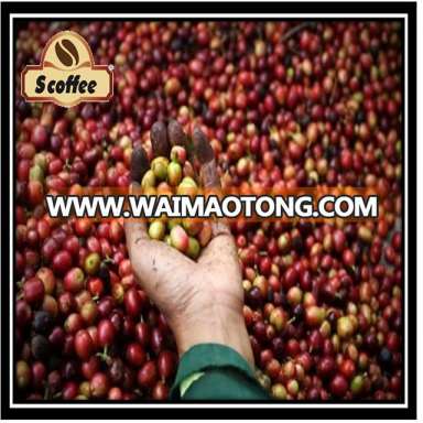 ORIGIN QUALITY VIETNAM ROBUSTA COFFEE BEANS WHOLESALE BEST PRICE